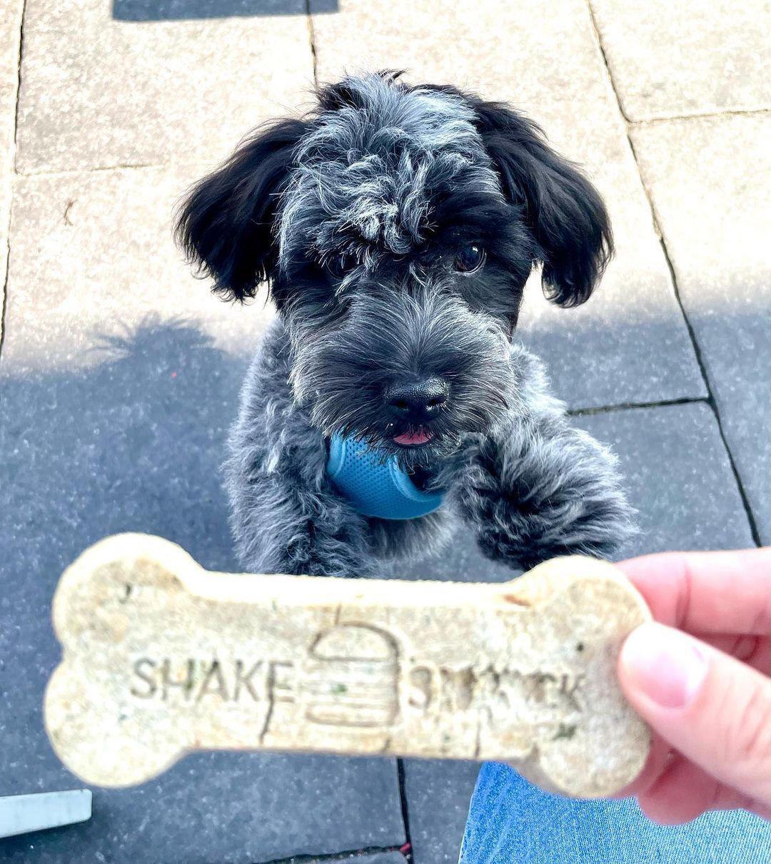 Shake Shack - Good boy appreciation post